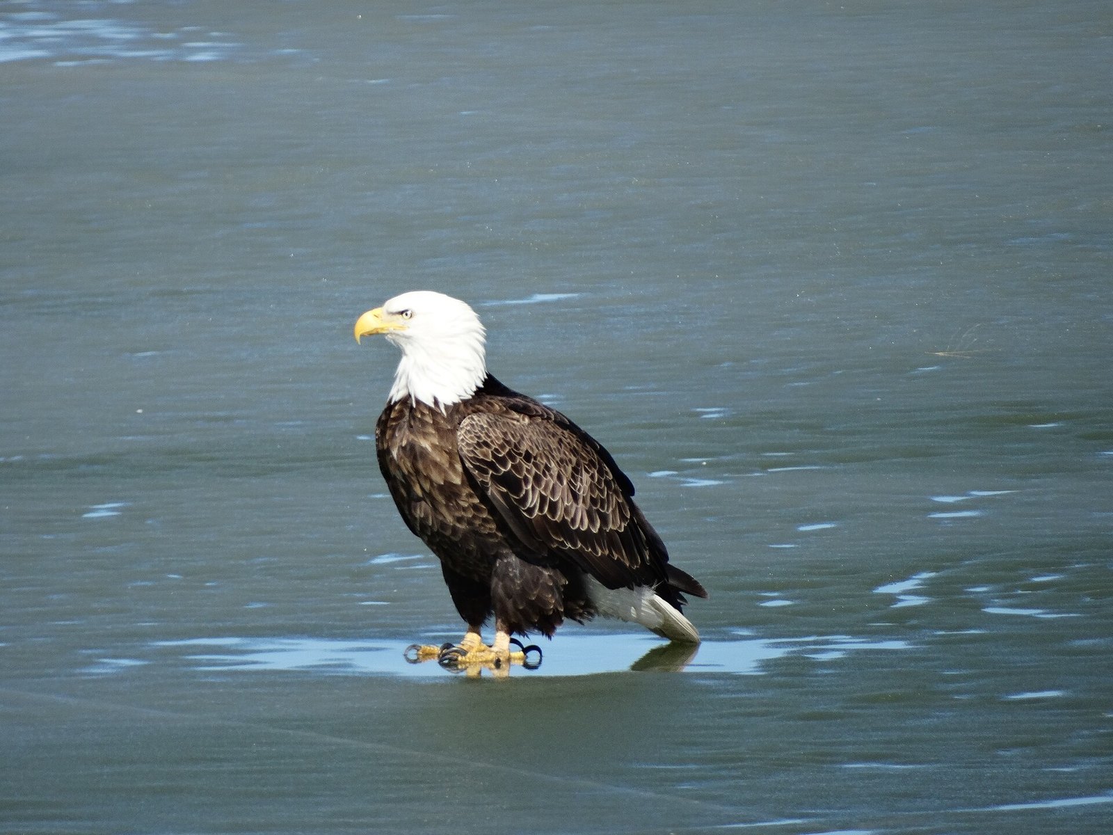 An adult bald eagle stands in profile on flat grey ice, head turned to the left. Its head and tail are white, its body and folded wings dark brown, its hooked beak and its feet yellow with black talons. A thin film of meltwater around the feet throws back a faint reflection.