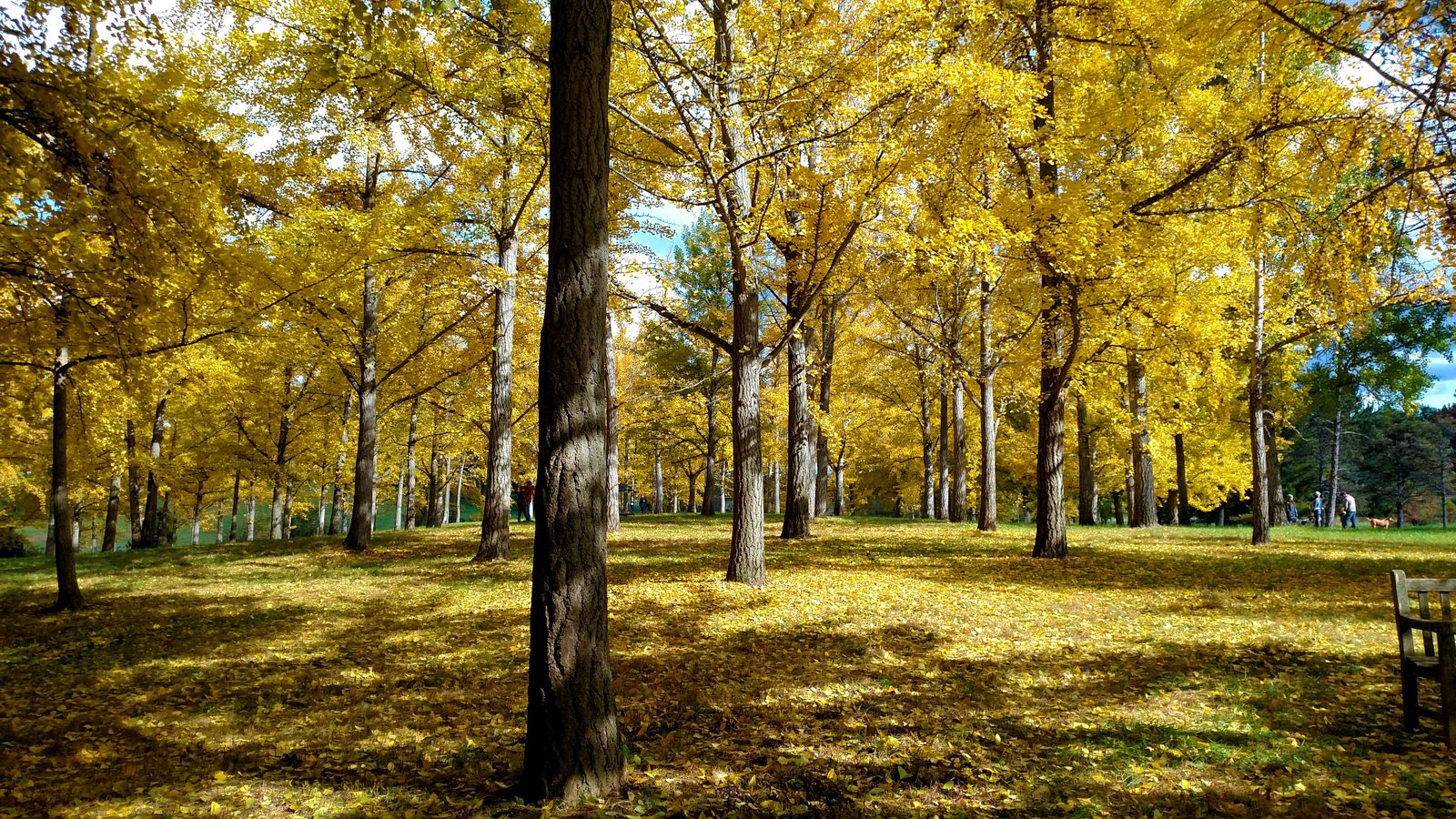 A grove of tall ginkgo trees in full yellow autumn leaf, their pale trunks standing in loose rows across a sunlit lawn. Fallen yellow leaves cover the grass under long shadows, and one dark trunk rises close to the camera at center. A wooden bench stands at the right edge, a few people and a dog walk in the distance at right, and patches of blue sky and dark evergreens show through at the far right.