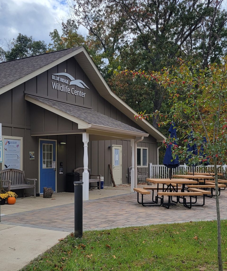 A view of the Blue Ridge Wildlife Center's facility.