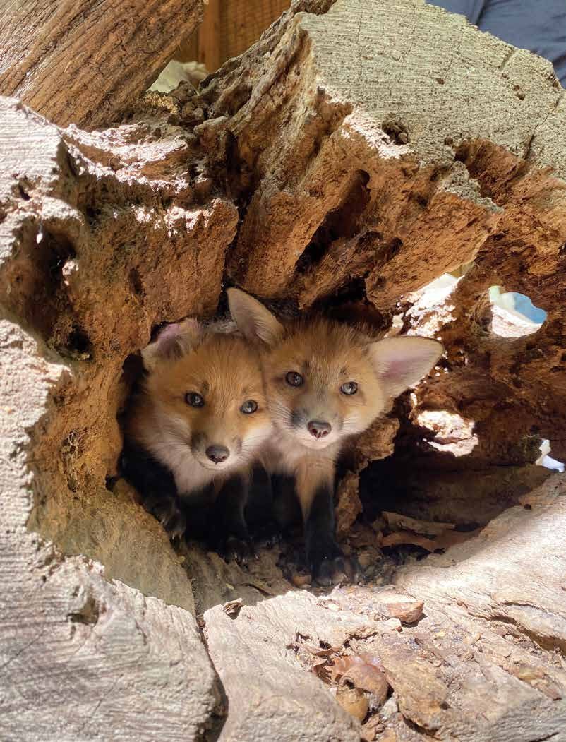 A pair of young red fox kits inside an outdoor recovery enclosure at the Blue Ridge Wildlife Center.