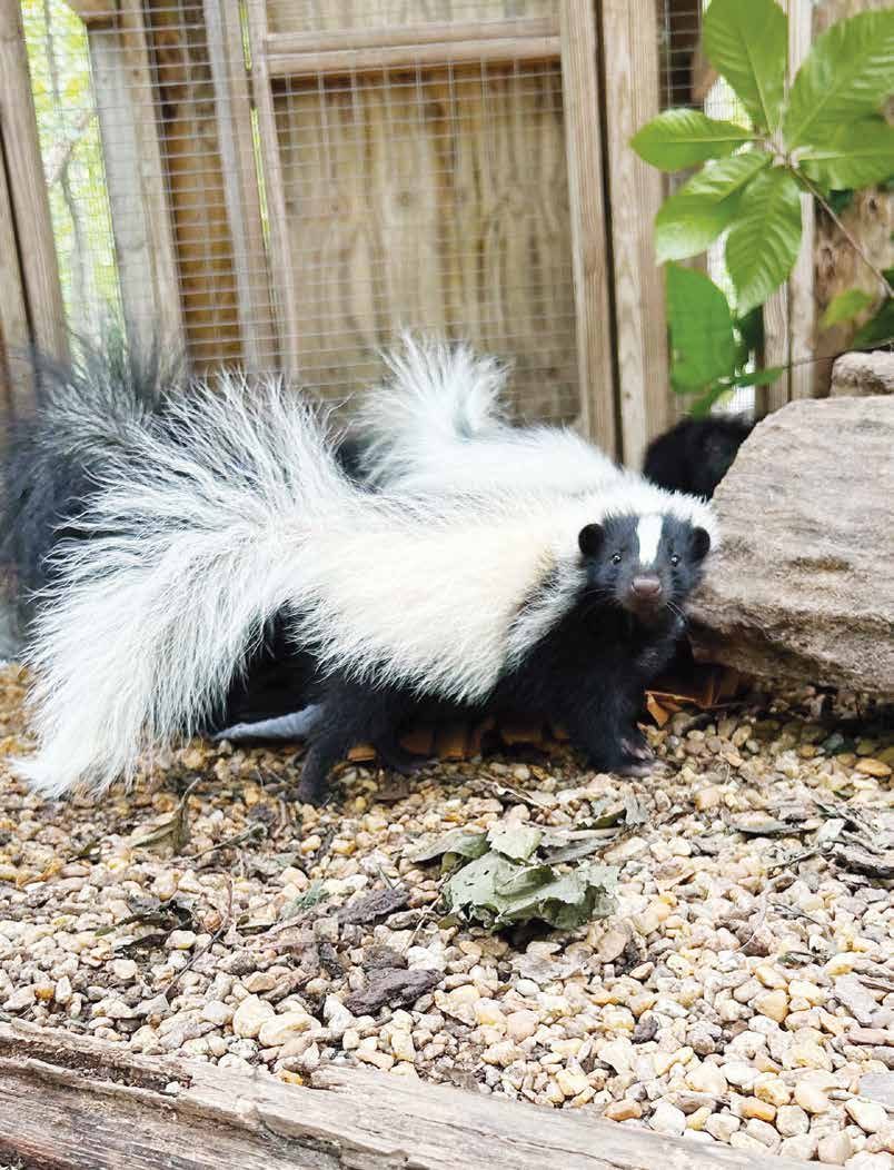 An adult skunk photographed at the Blue Ridge Wildlife Center.