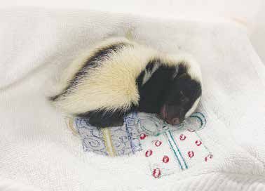 A separately photographed small skunk at the Blue Ridge Wildlife Center; not part of a same-animal sequence with the adult image.