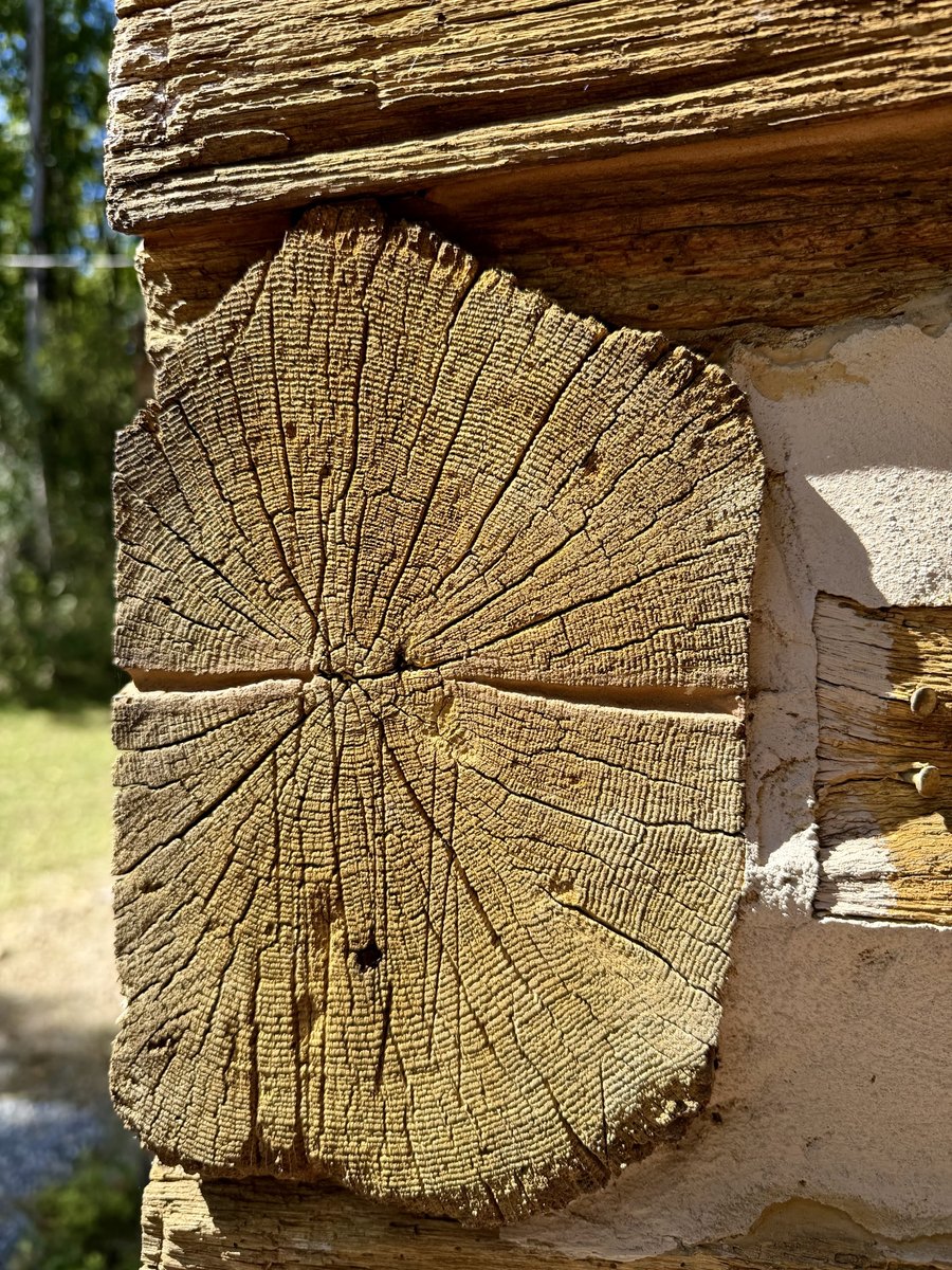 A close view of one log end at the corner: its upper edge is cut to a peak that fits under the log above, and its end grain shows fine growth rings around a small central hole and cracks radiating from the center, with chinking at the right.