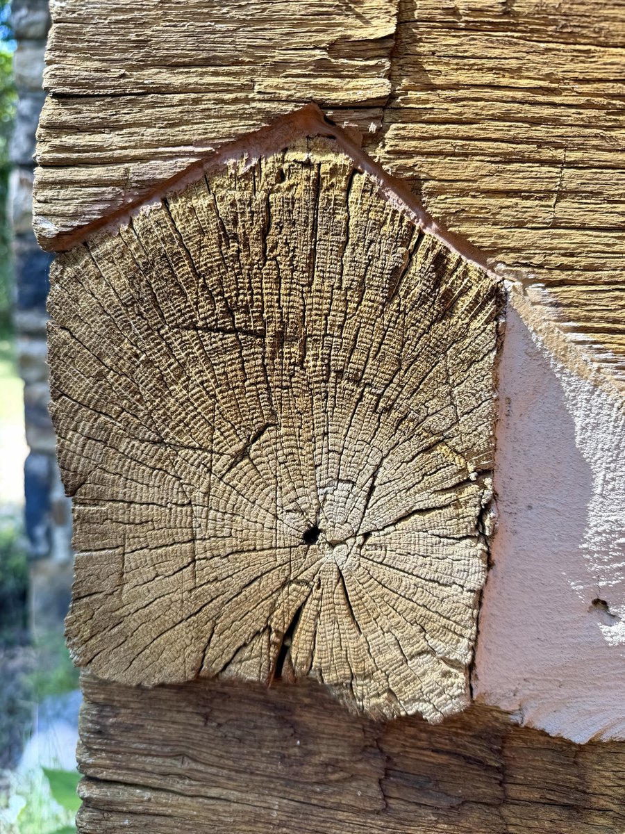 A close view of a squared log end at the corner, crossed by a straight horizontal groove near its middle, with fine growth rings, cracks radiating from the center and two round metal heads in the chinked joint beside it.