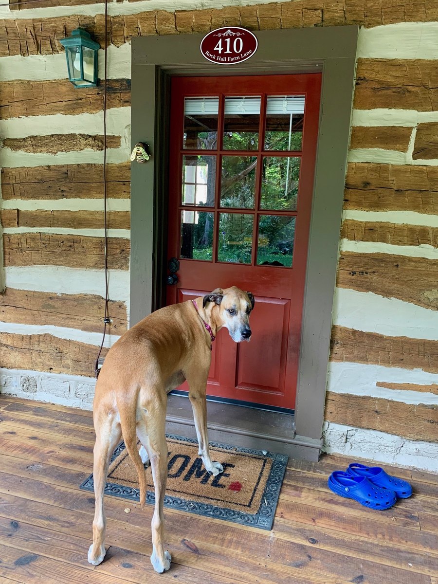 A tall tan dog stands on the porch by the cabin's red front door, below an oval sign reading 410 Rock Hall Farm Lane, with the hewn logs and pale chinking of the wall around the door.