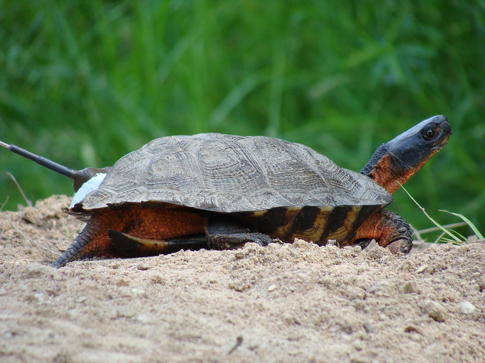 A wood turtle stands in profile on bare sandy soil against blurred green grass. Its low grey-brown shell is sculpted into raised pyramids on each plate, its neck and legs are orange-red, and its dark head is stretched forward. A slender radio antenna trails back from a white block of adhesive at the rear of the shell.